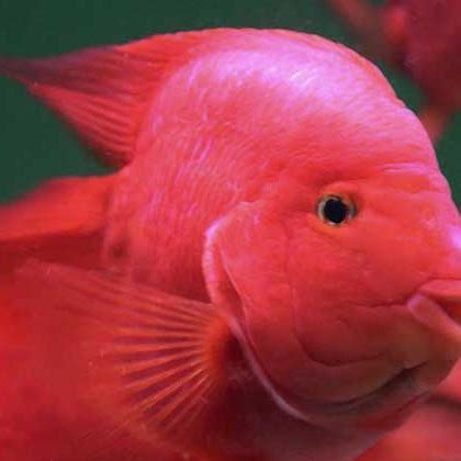 紅鸚鵡魚